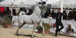 Menton : Arabian  Horse World Championships, 2018