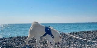 5 places to walk your dog in Nice