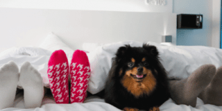 Partir en vacances à Cannes avec son chien