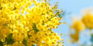 La fête du mimosa à Mandelieu