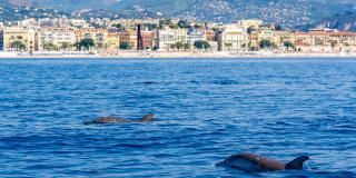 Tourisme responsable : visitez la Côte d’Azur par la mer sans polluer !