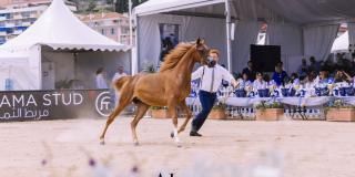 2019 Arabian Horse Show in Menton